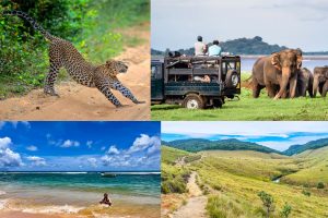 Wildlife and Adventure Best Tour